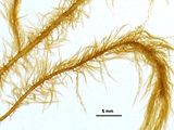 Arthrocladia villosa4
